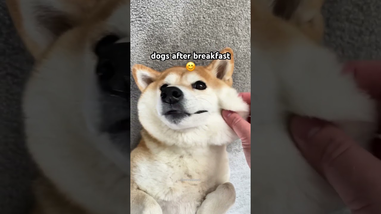 I&rsquo;m Amanda, I&rsquo;m 6 😈 (Dogs before breakfast) #memes
