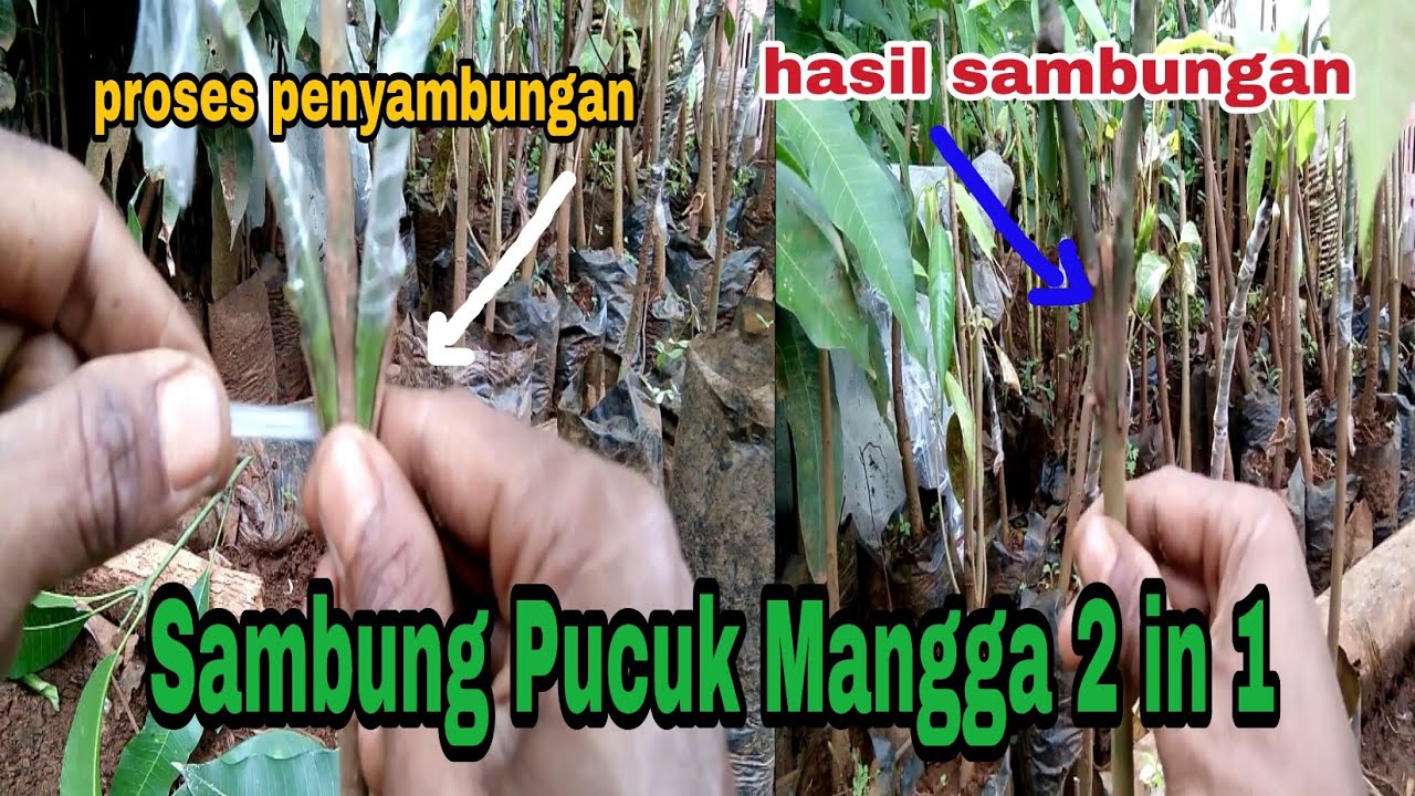 Cara Baru Sambung Pucuk Bibit Mangga 2 in 1(1 Pohon Terdapat 2 Jenis Varietas)