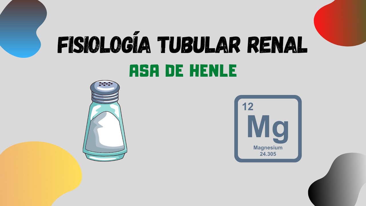 ¿Qué ocurre en el ASA DE HENLE?