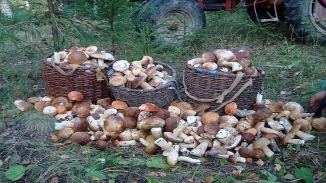 Гигантские грибы продолжают расти! Грибы 2025 Красивые большие грибы. Экстремальный сбор грибов