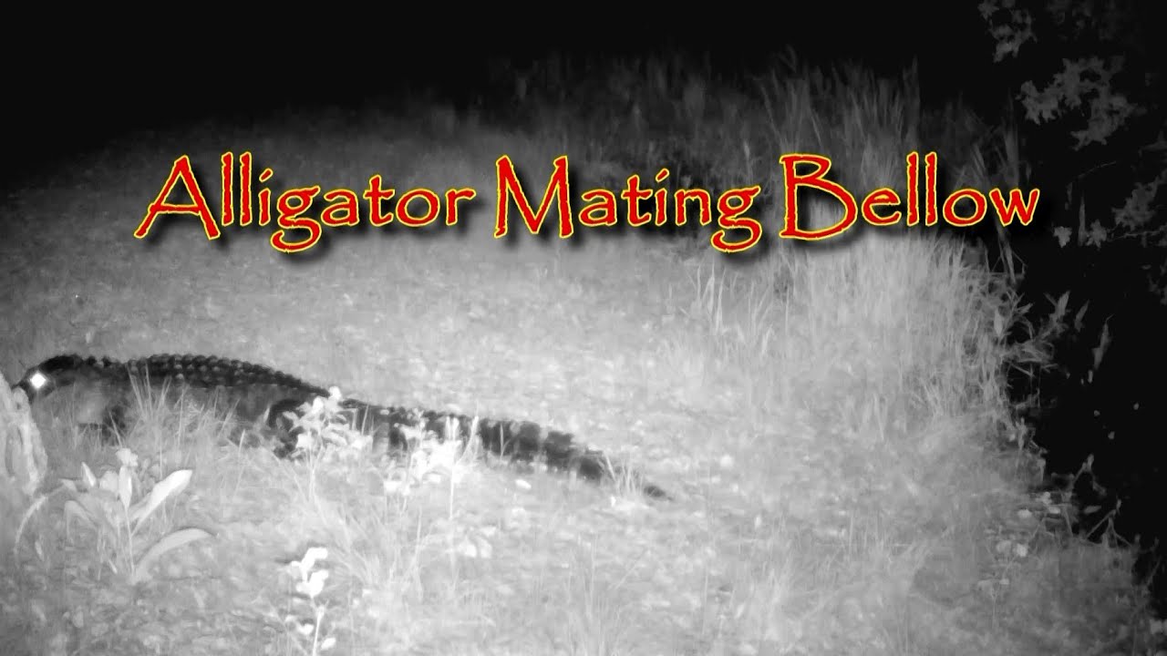 Trail Camera Capture of Wild Alligator Mating Call!