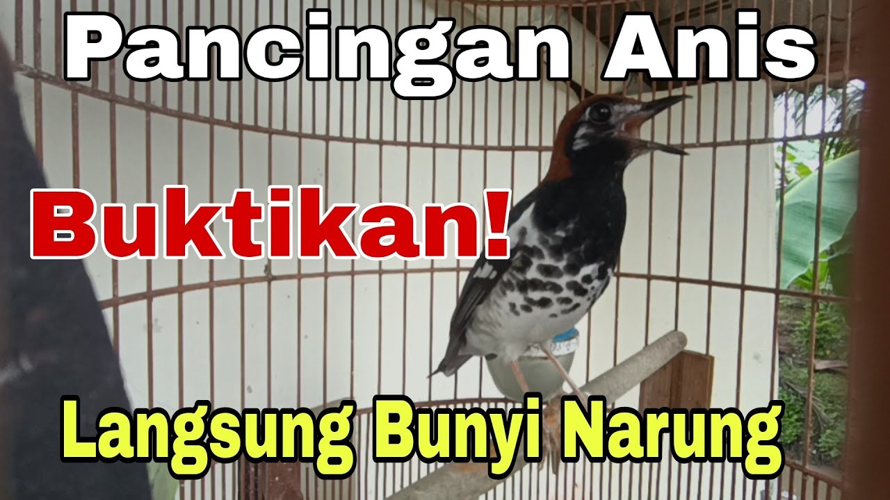 Pancingan Burung ‼️ AMPUH Terapi Anis kembang Bisu Dan Matung 