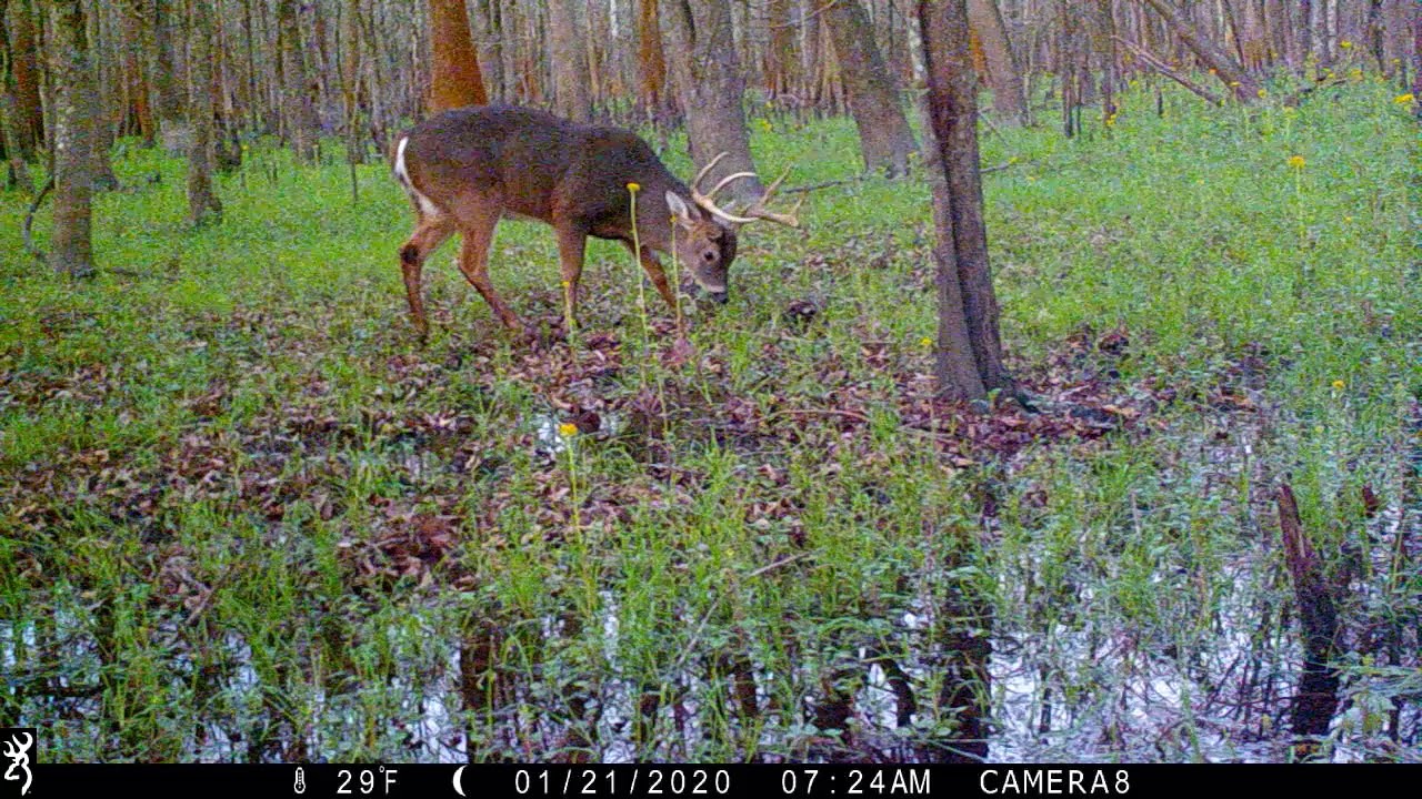 Trail Cam Video Cam 1, Public Land Swamp, South Louisiana 2020