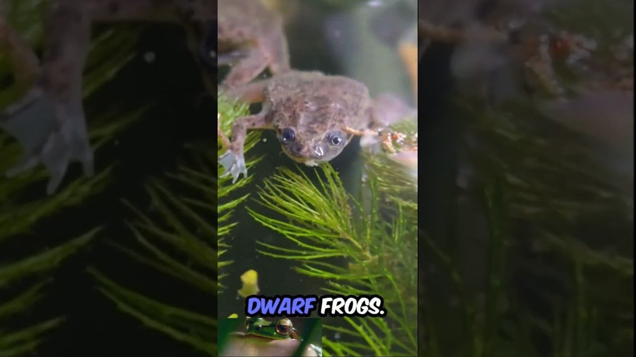 African Dwarf Frog Facts!🐸 , Check out these fun facts! #AfricanDwarfFrog #aquarium #FishFacts