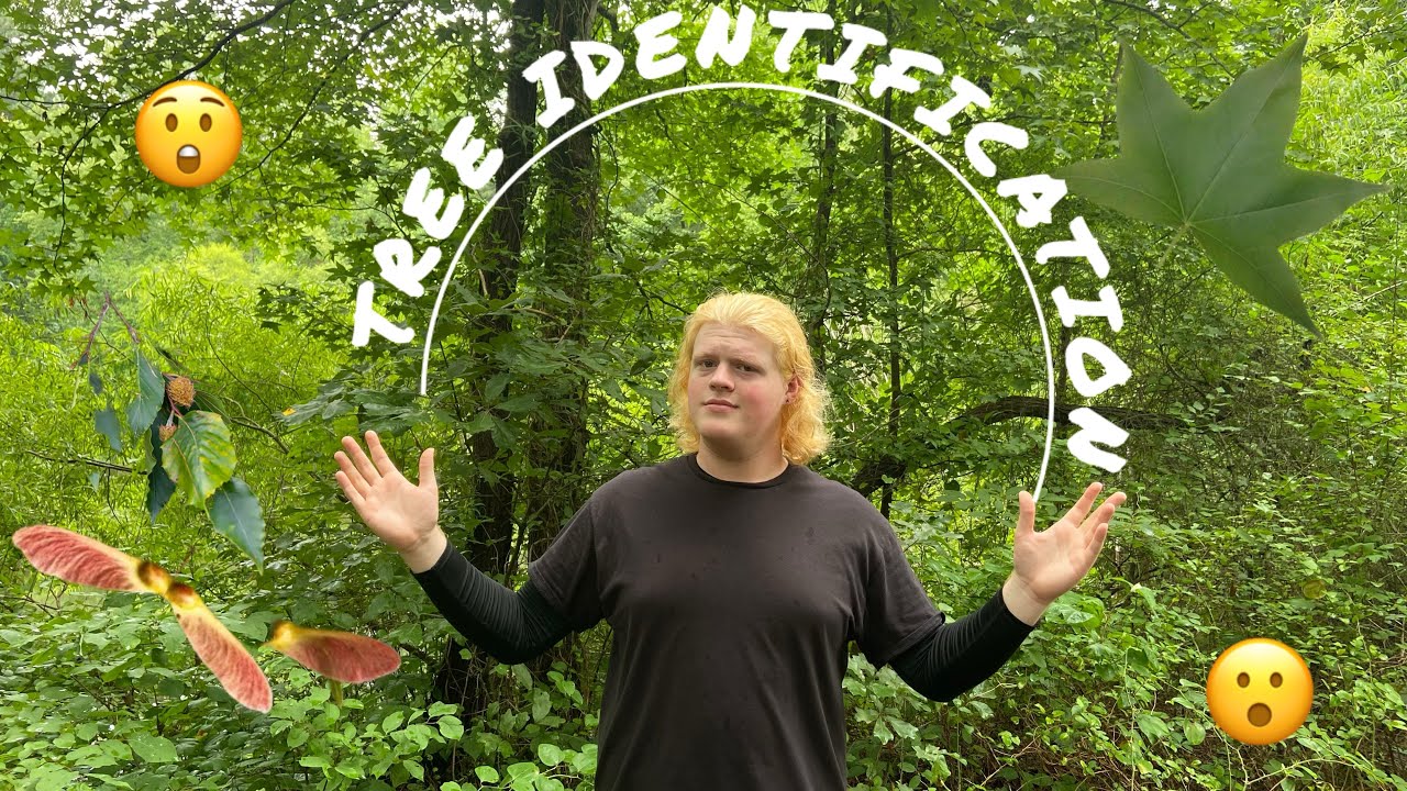 TREE IDENTIFICATION | Saturniid Vlog Episode #1