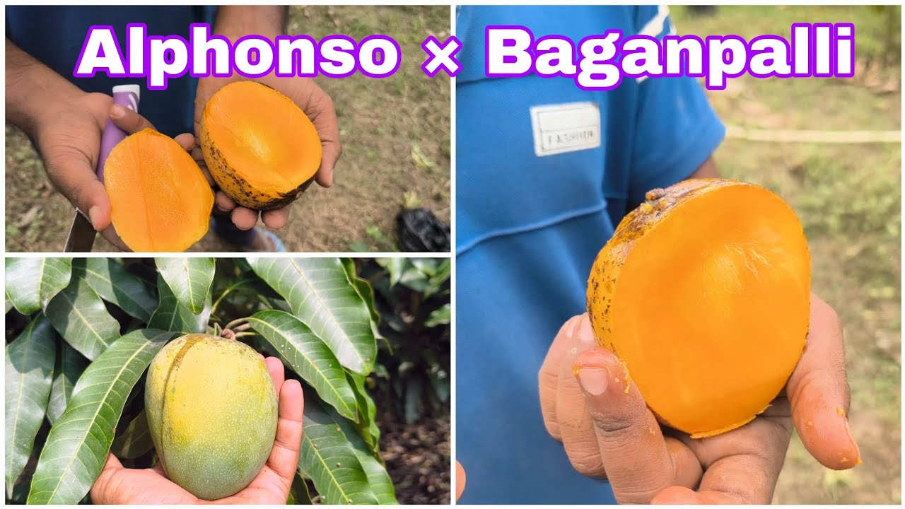 সোনপারি আম খেতে কেমন? Sonpari Mango