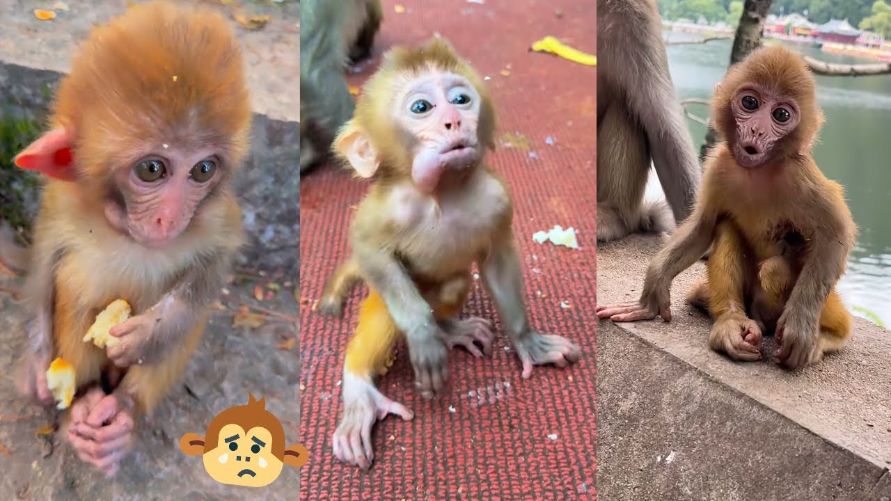 The little monkeys are so hungry that they cry loudly, please give them some food.