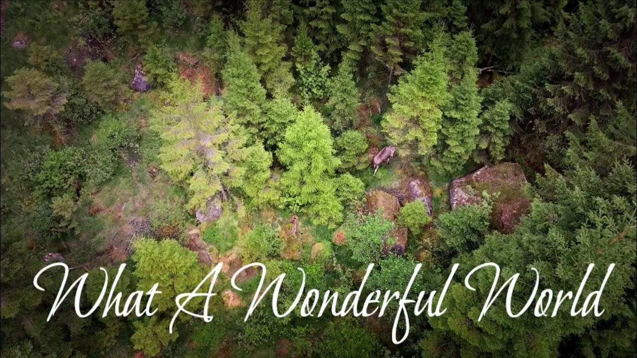 What A Wonderful World - Louis Armstrong Cover