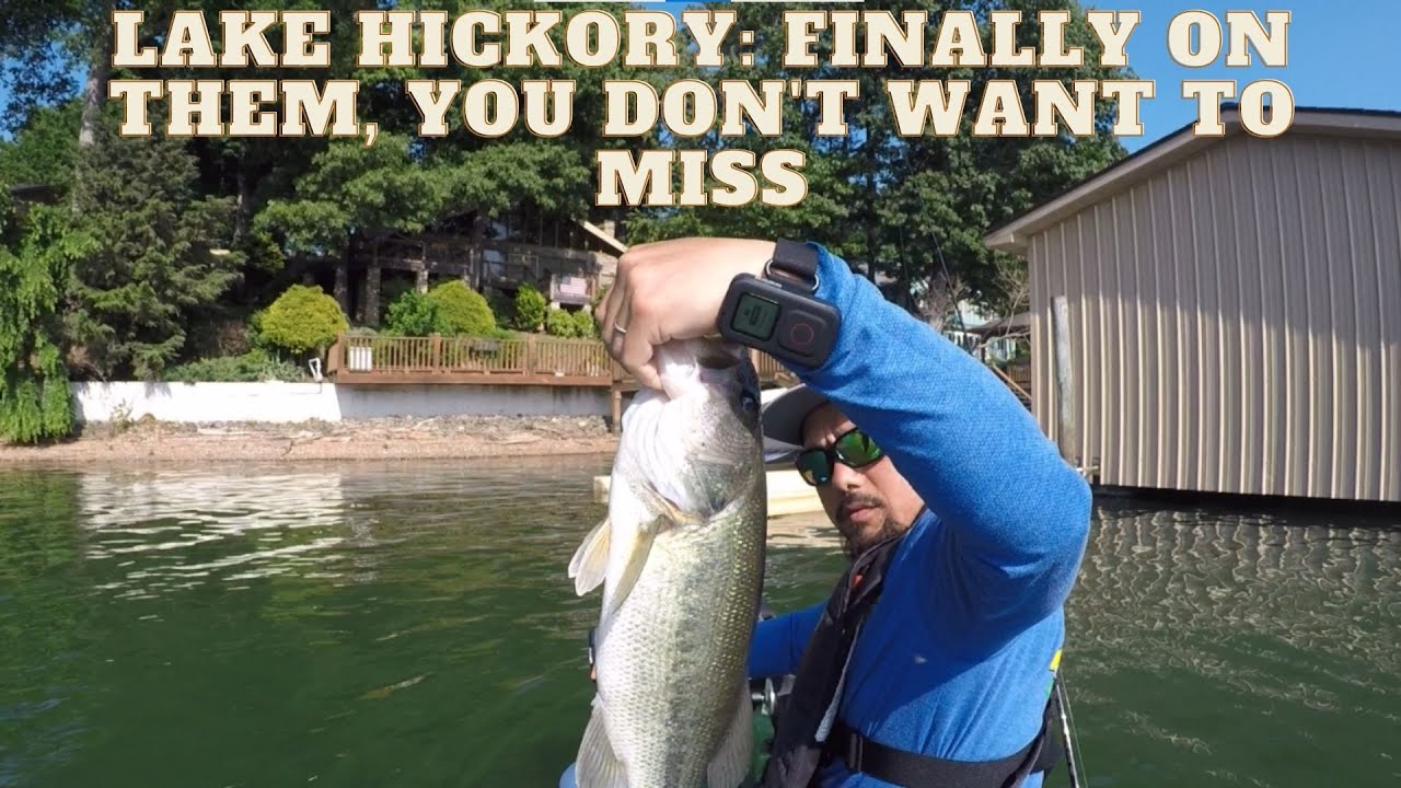 Lake Hickory: Finally on them; you don't want to miss!