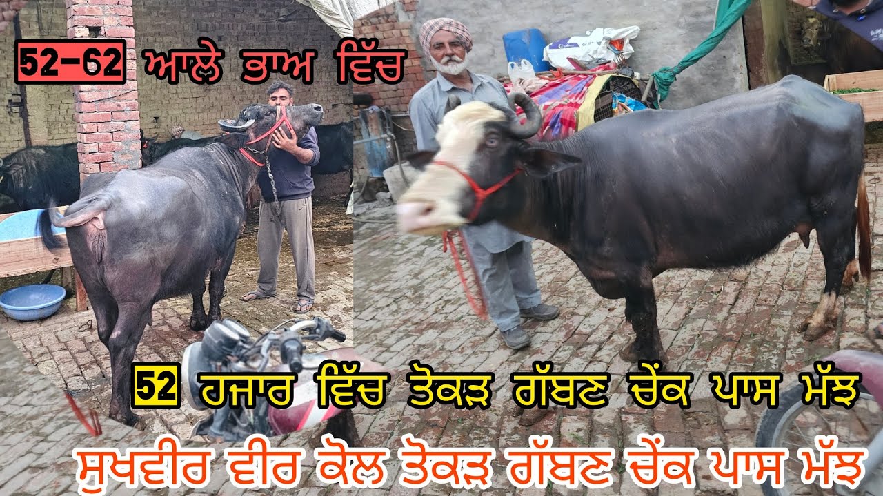 ਸੁਖਵੀਰ ਬੱਧਨੀ ਦਾ ਧਮਾਕਾਂ 52 ਹਜਾਰ ਵਿੱਚ ਤੋਕੜ ਨੀਲੀ ਰਾਵੀ ਮੱਝ  62 ਹਜਾਰ ਵਿੱਚ ਤੋਕੜ ਗੱਬਣ ਚੇਂਕ ਪਾਸ ਮੱਝ  1-2-26