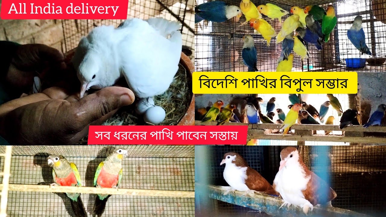 বিদেশি পাখির ফার্ম ভিজিট।।  exotic birds sell Low price All India delivery 🚚#smanimalscare99