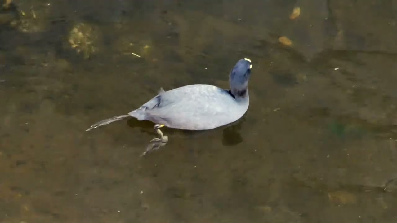 オオバンとコサギ20260222