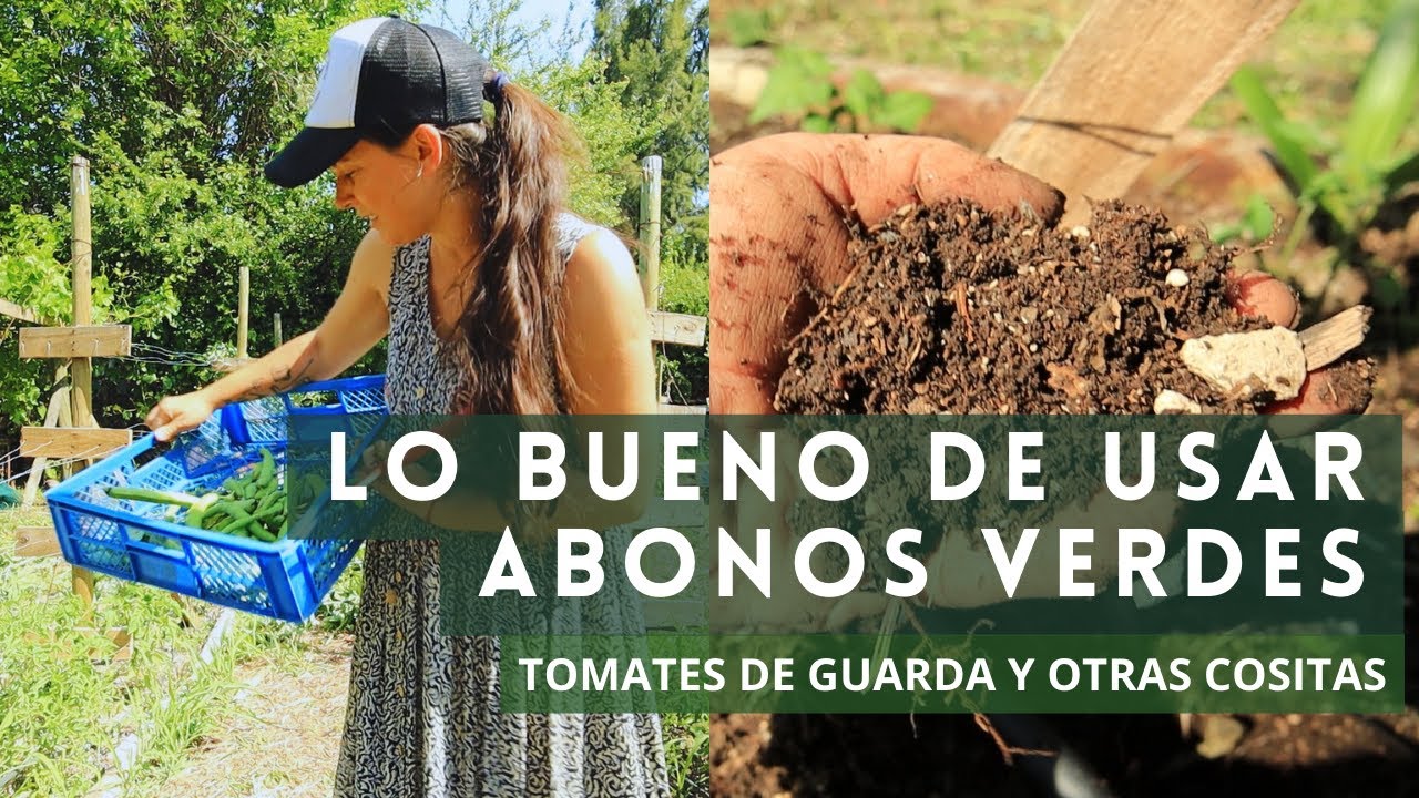 🍅 Lo bueno de usar Abonos Verdes🌿💚, Tomates de Guarda y otras cositas más 🌼 | Un Video Popurrí