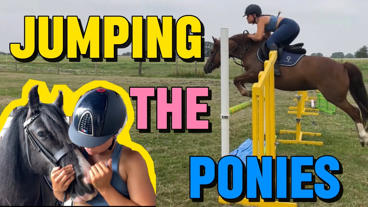 JUMPING THE PONIES | FIFIS WELSH PONIES