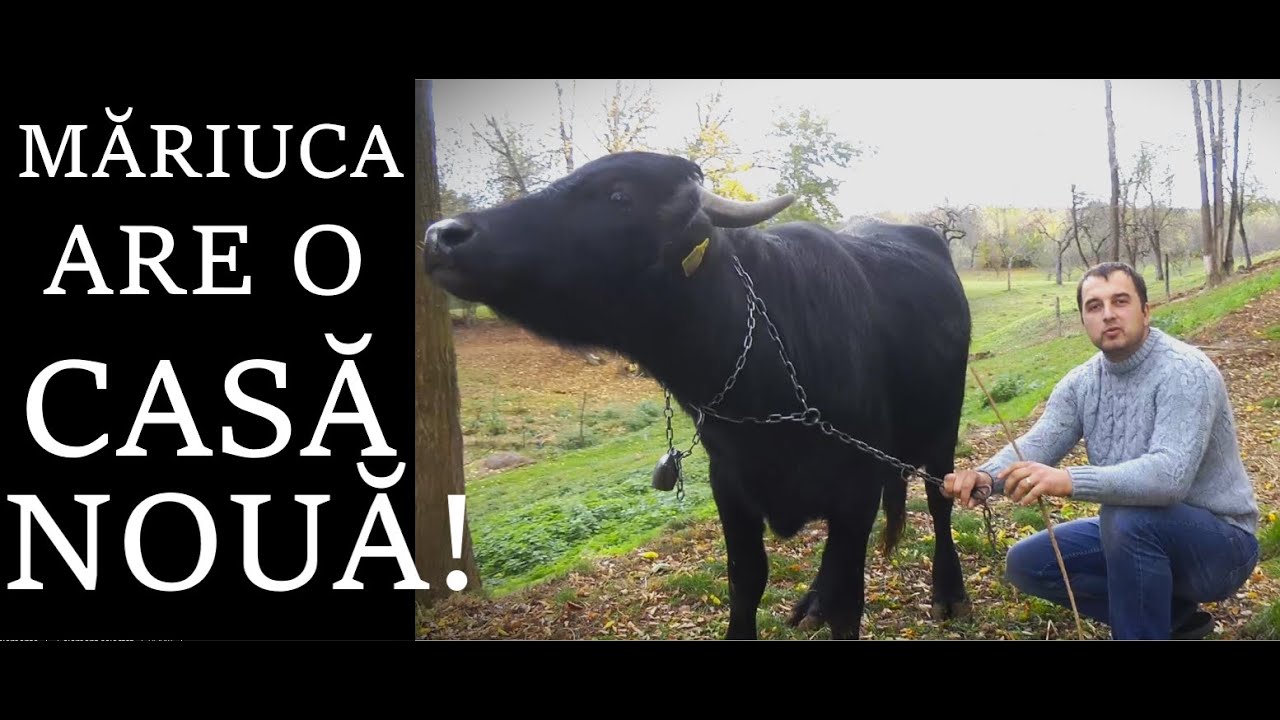 BIVOLIȚA MĂRIUCA LA CASĂ NOUĂ! #OrășeanLaȚară!