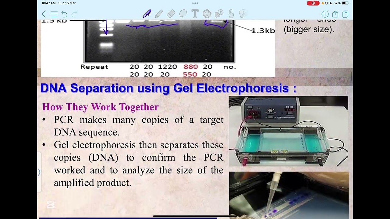 Genetics lec.3