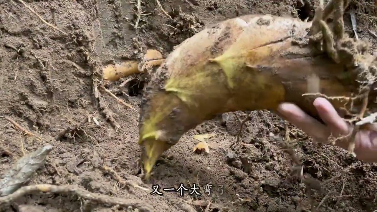 今天在这山脚下接连收获大货冬笋，挖着真得劲！实践经验分享