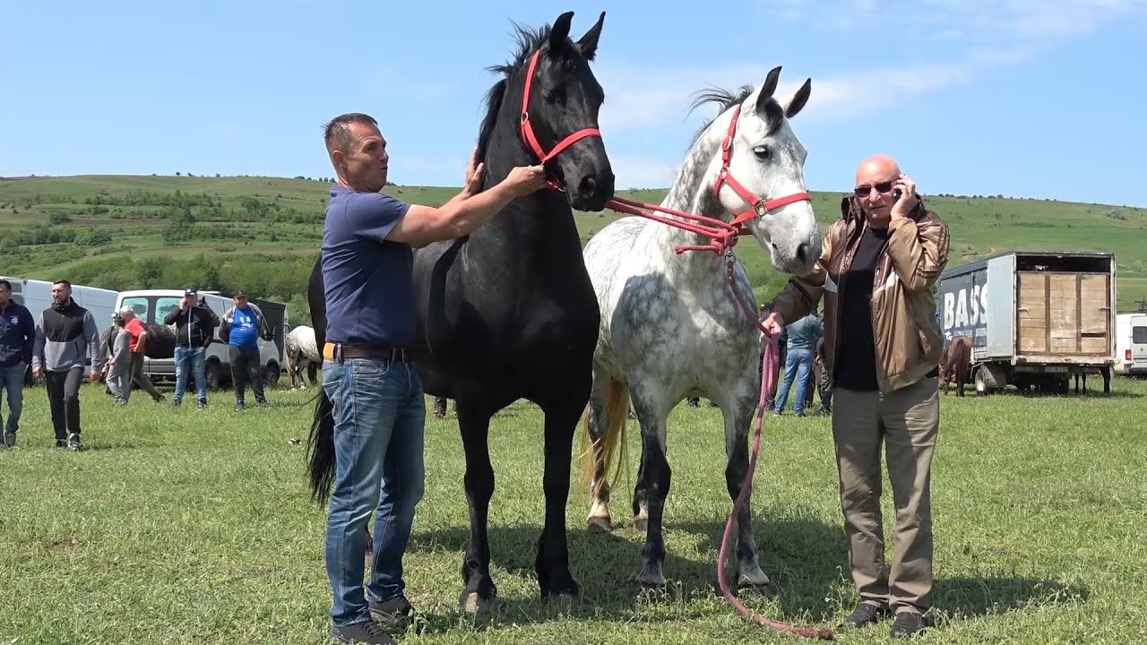 Targ expozitional de cai Iana, Vaslui 21 Mai 2023 Nou!!!