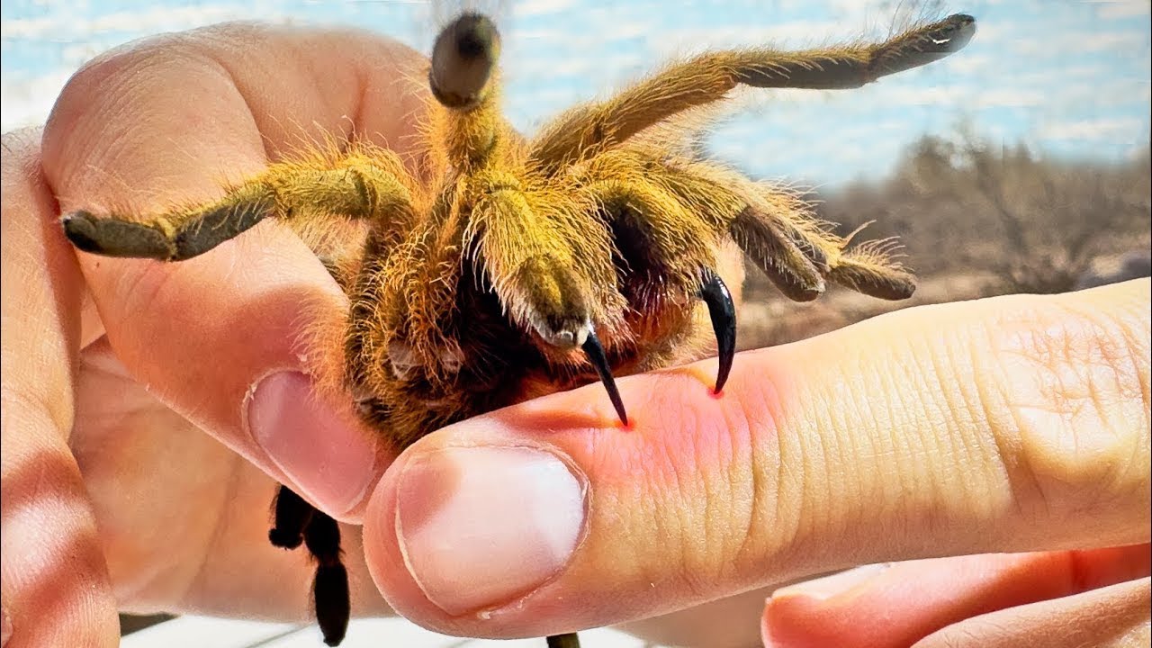 MORDIDO POR UNA TARÁNTULA | Brave Wilderness Español