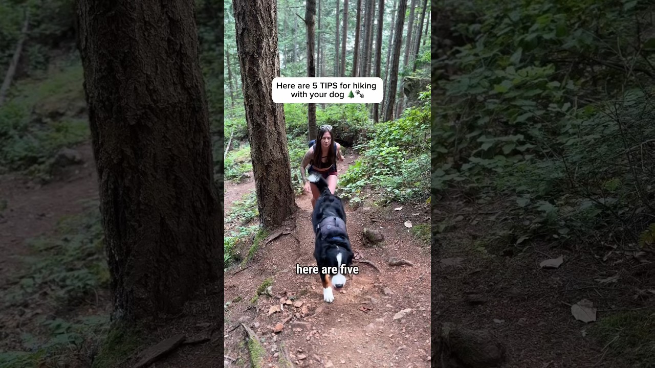 5 tips for hiking with your dog 🌲🐾⛰️ #hikingdog #hikingwithdogs #dogshorts #dogs #adventuredog