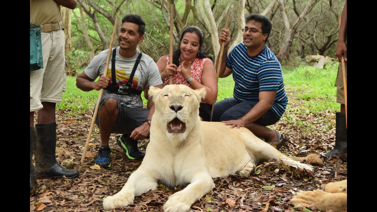 Walk with the Lions at Casela Park, Mauritius