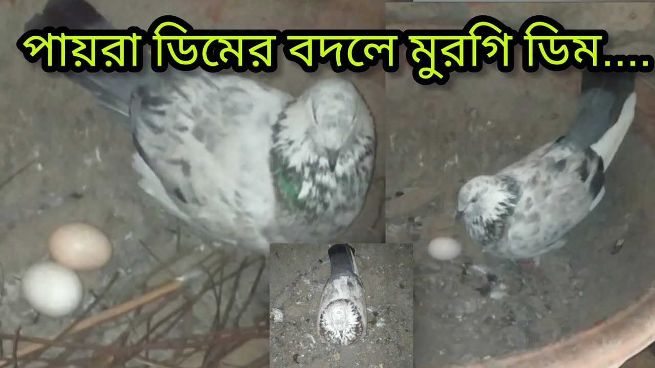 পায়রা ডিমের বদলে মুরগি ডিম কেনো🕊️🏡🐔