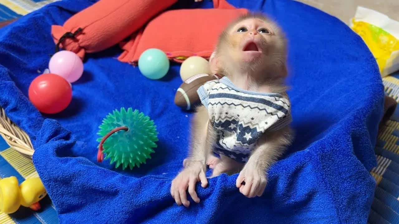 Baby Mato Speaking His Language To Ask Sister Give Some Food