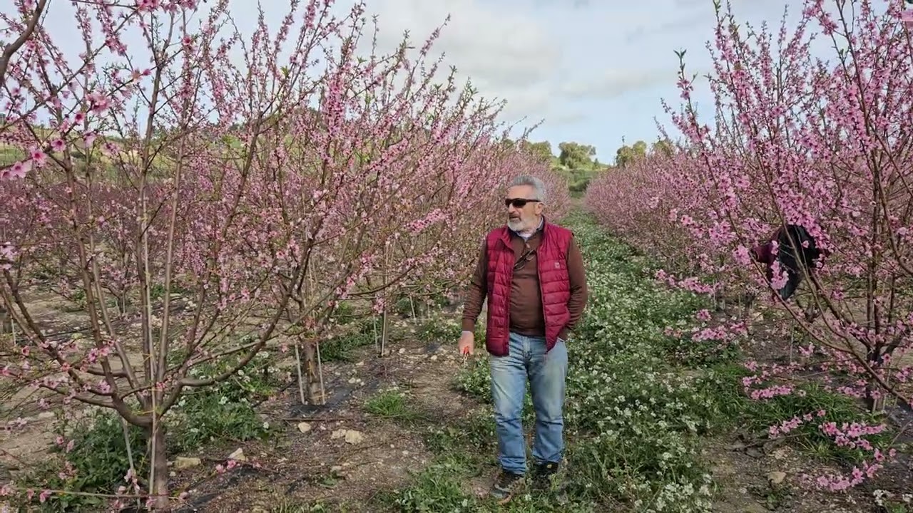 Pescheto superprecoce a Delia : l' importanza della potatura di formazione.