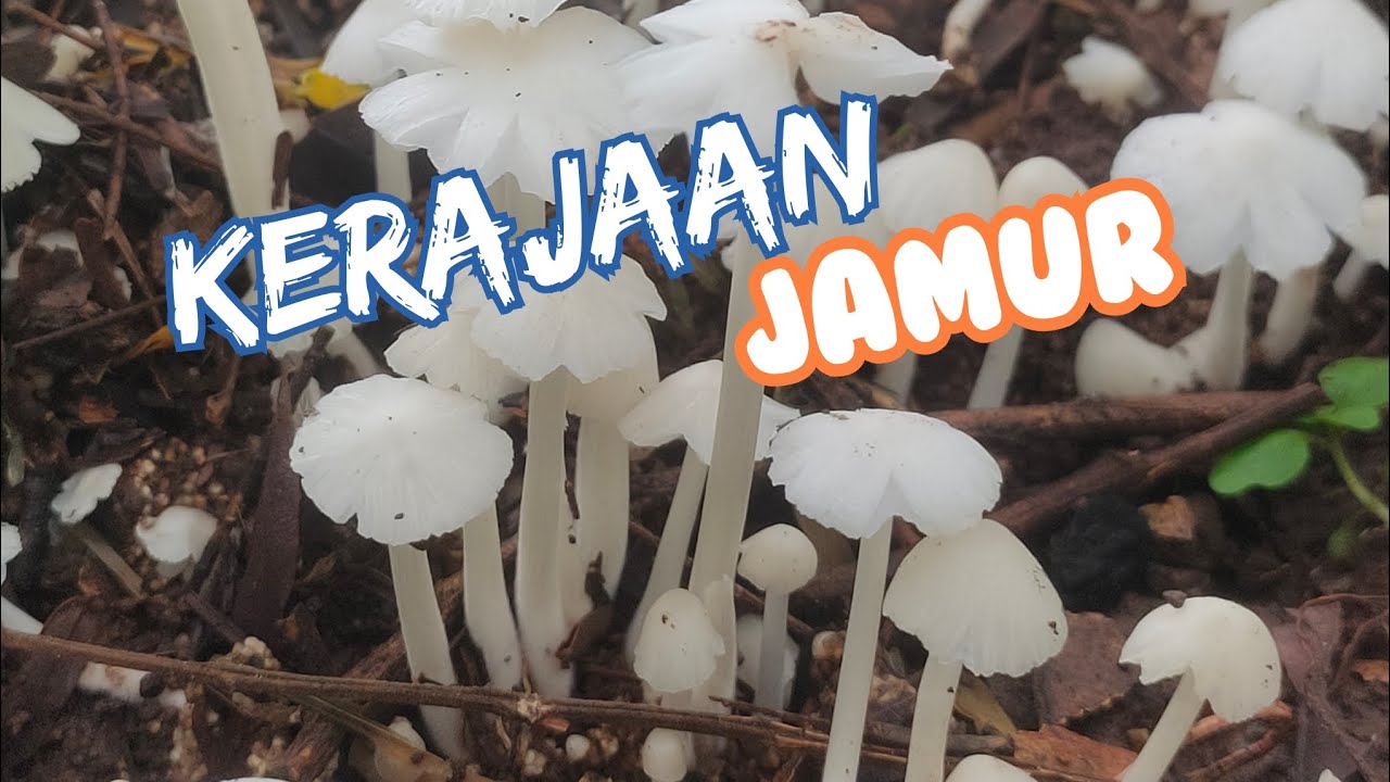 Hidden gem❗Spot  jamur cempaki ( jamur kecamba) 🍄