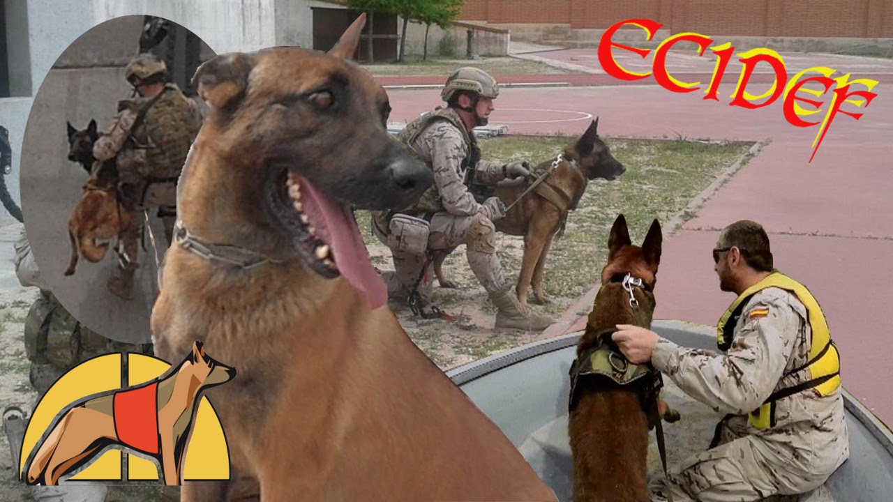 Escuela Cinológica de la Defensa (ECIDEF) | Ejercito Español