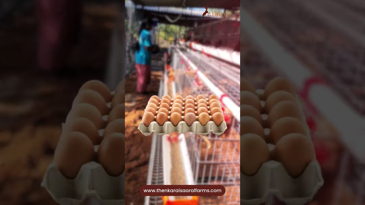 Farm-Fresh Country Chicken Eggs &ndash; Organic & Nutritious | Just ₹15/Egg 🐓🥚 | Coimbatore Delivery