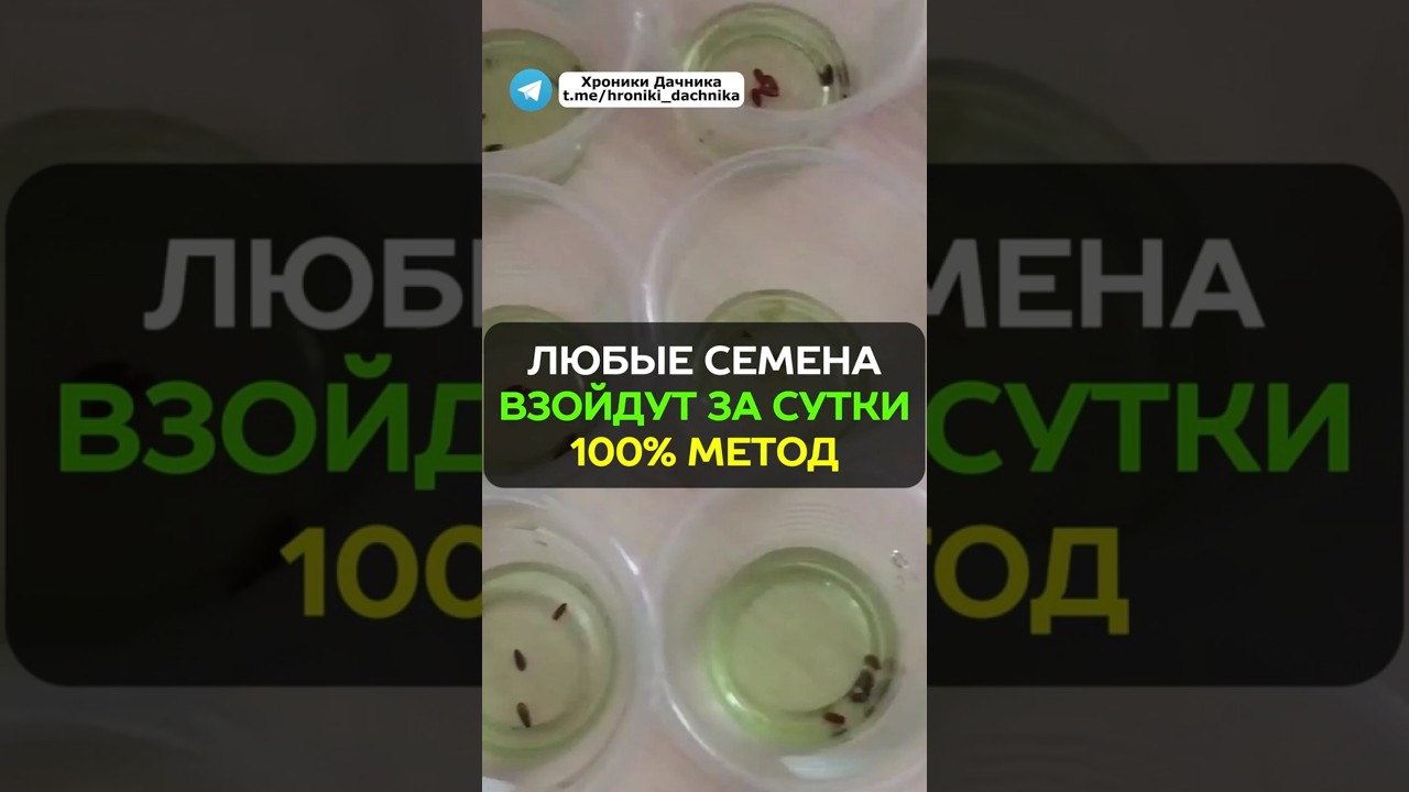 Это лучший способ замачивания семян: натуральный стимулятор роста #семена #рассада #огород #дача