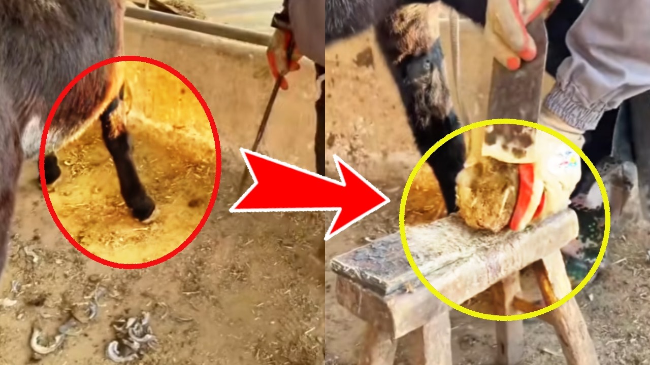 Protecting animals, Spring Festival, master trimming donkey's hooves. Relaxing process.
