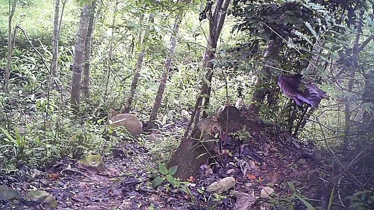 Wild Thai Tiger - Panthera tigris
