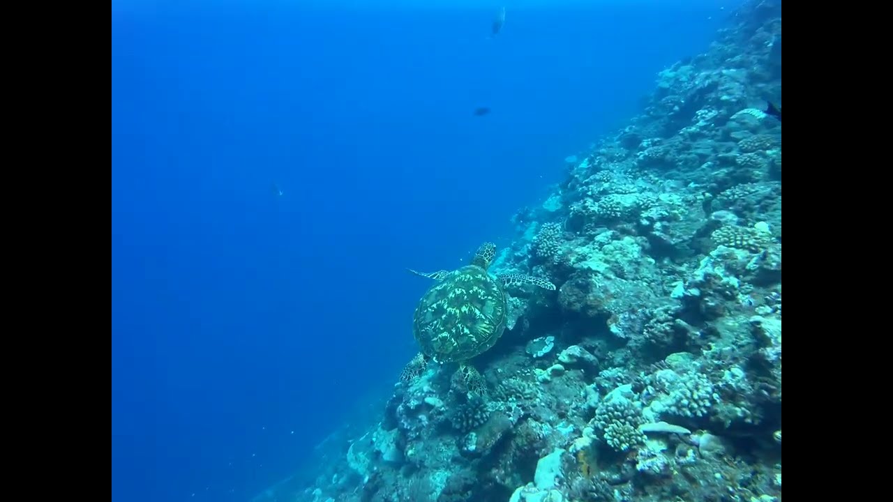 Sea turtle in Tahiti, French Polynesia