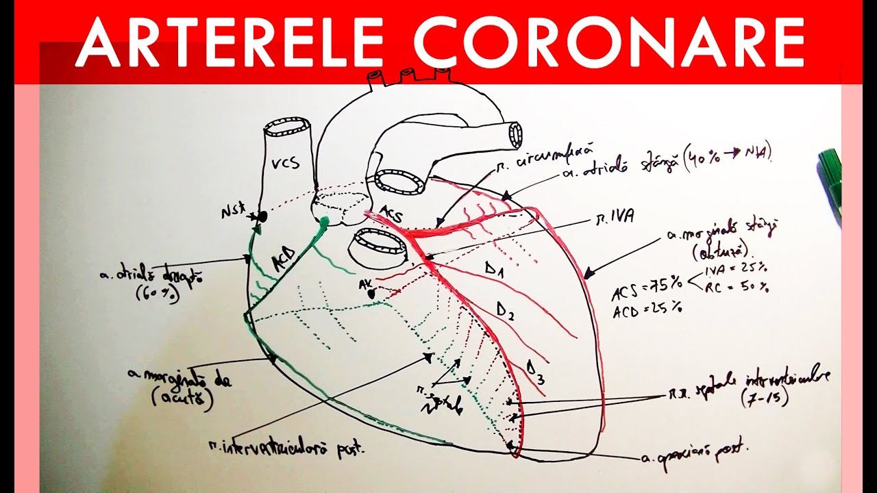 Arterele Coronare