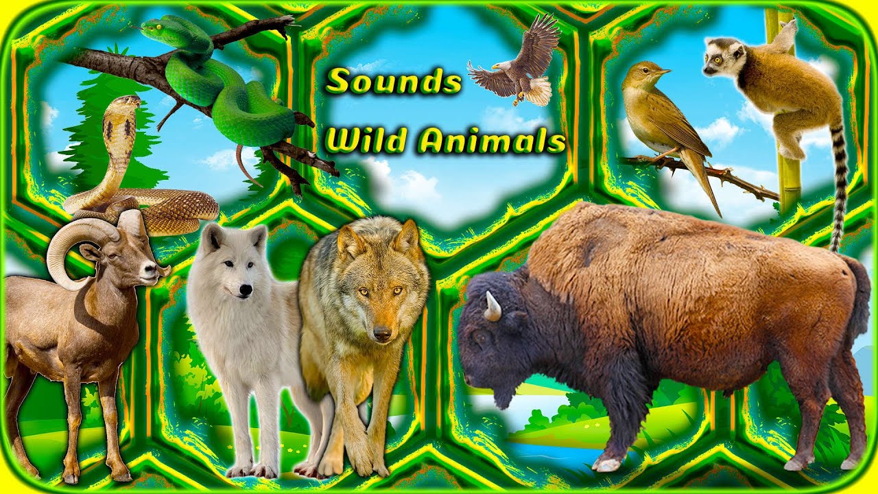 Guess the Animal Sound Game for Toddlers & Preschoolers 🎶