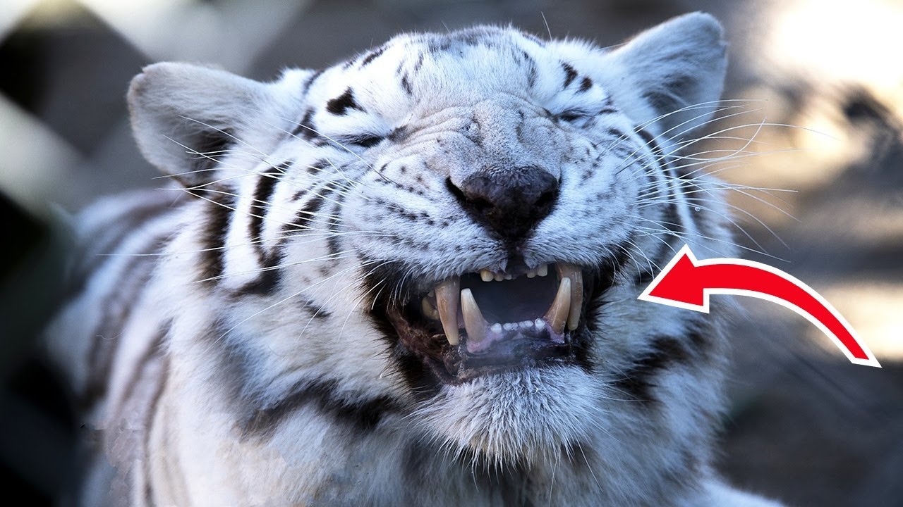 Inside The Rehabilitation Of Rescued Tigers