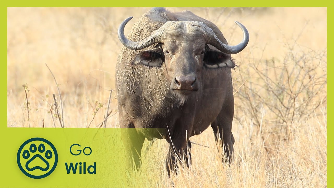 Buffalo - Africa's Wild Wonders - Go Wild