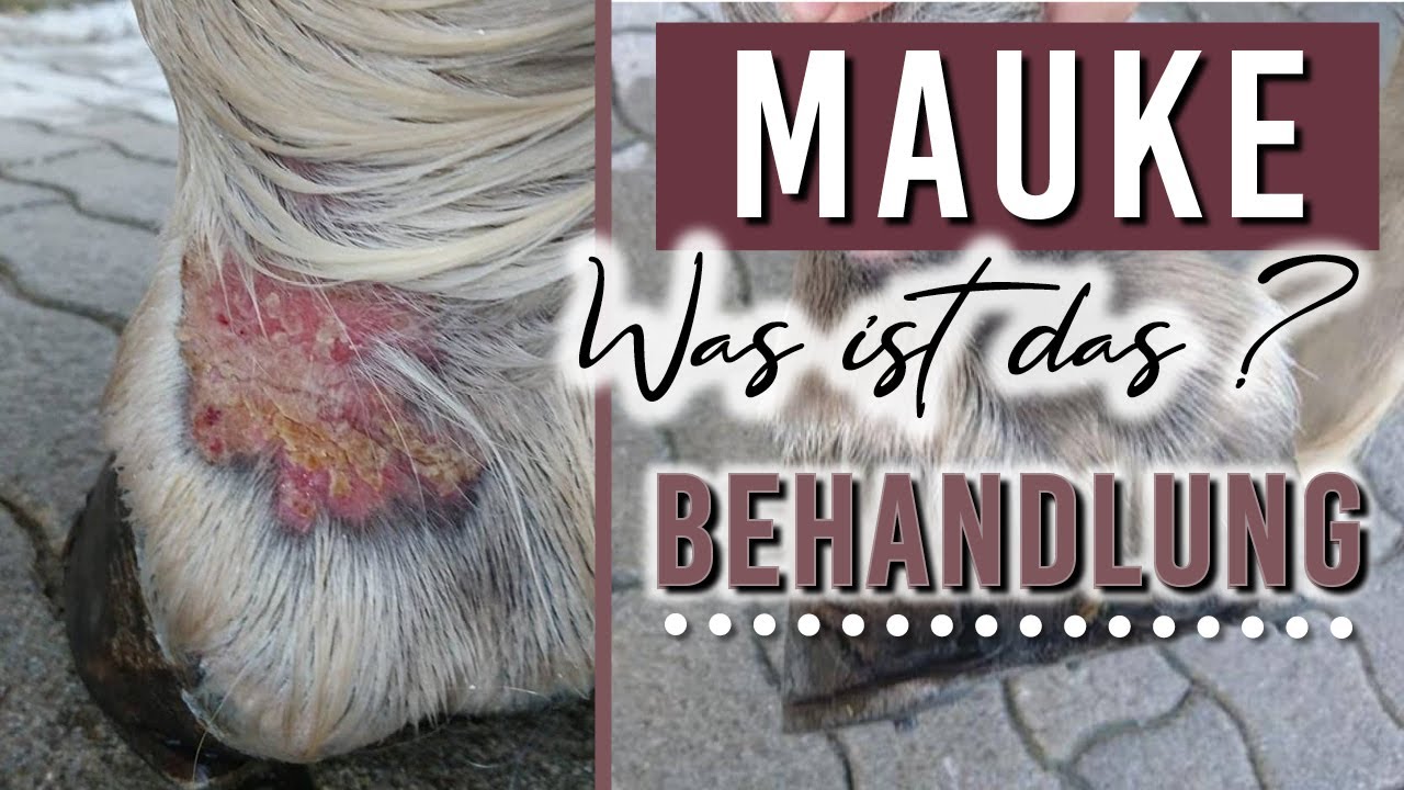 MAUKE | Richtige Behandlung | Pilsali