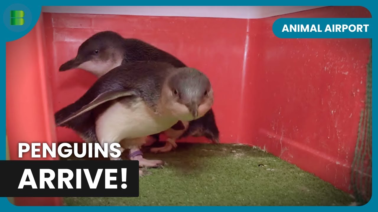 Rare Penguins Make a UK Arrival! - Animal Airport - Animal Documentary
