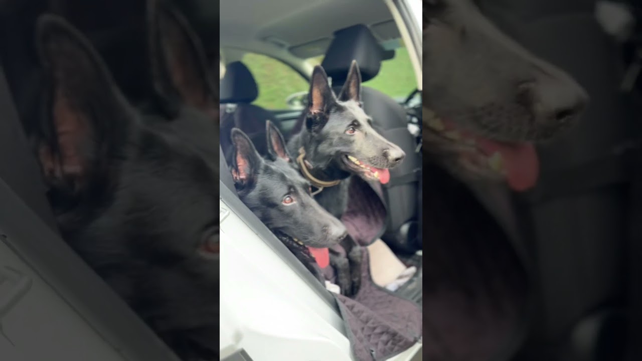 NexGard Spectra keeps my dogs protected no matter how active we are! From park walks to car  rides.
