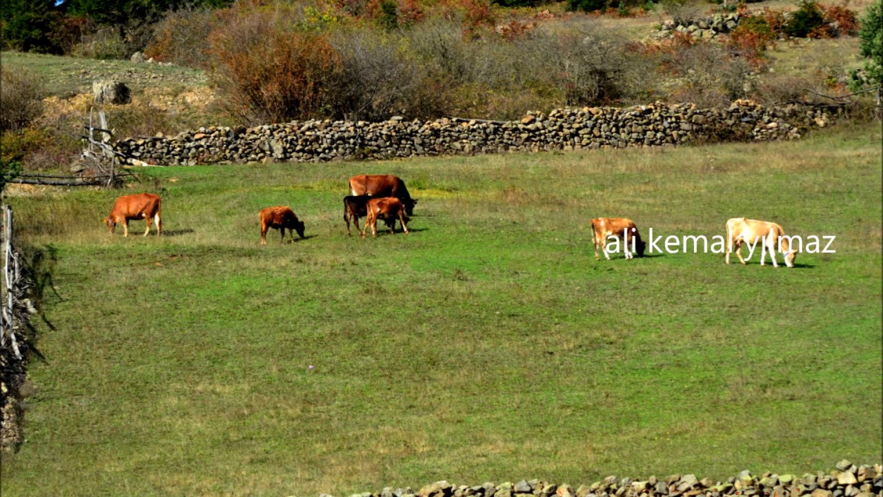 Gümüşhane Torul Özkürtün Karaçukur Köyü