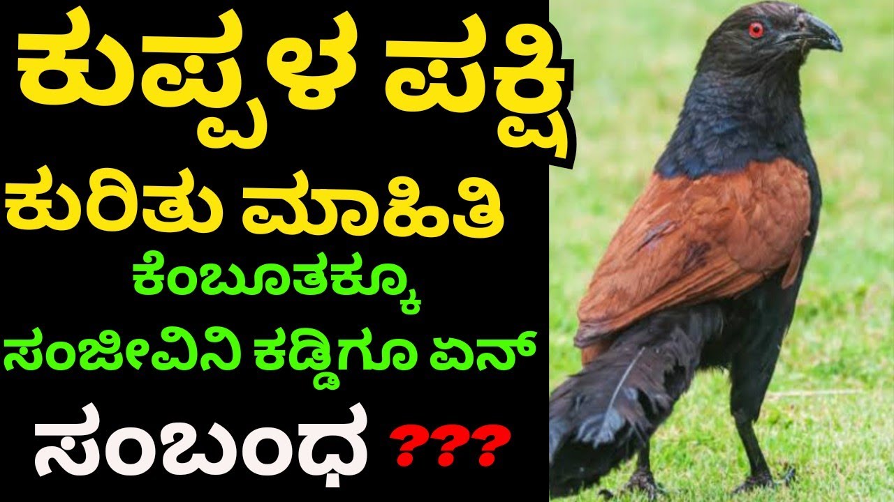 ಕೆಂಬೂತ ಅಥವಾ ಕುಪ್ಪಳ ಪಕ್ಷಿಯ ಪರಿಚಯ || Greater_coucal ||Southern_coucal explained