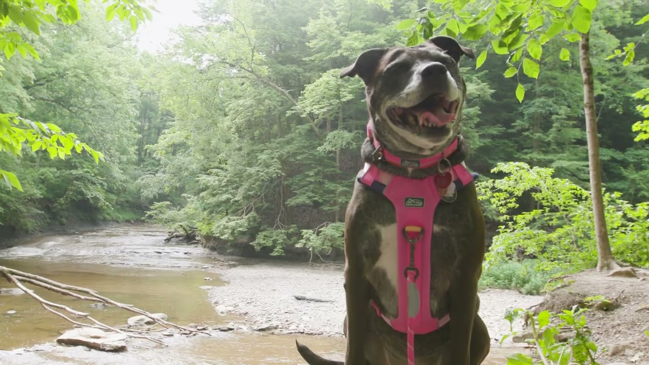 Adventure-Ready Dog Gear | K9 Explorer Trek Collection from Coastal Pet