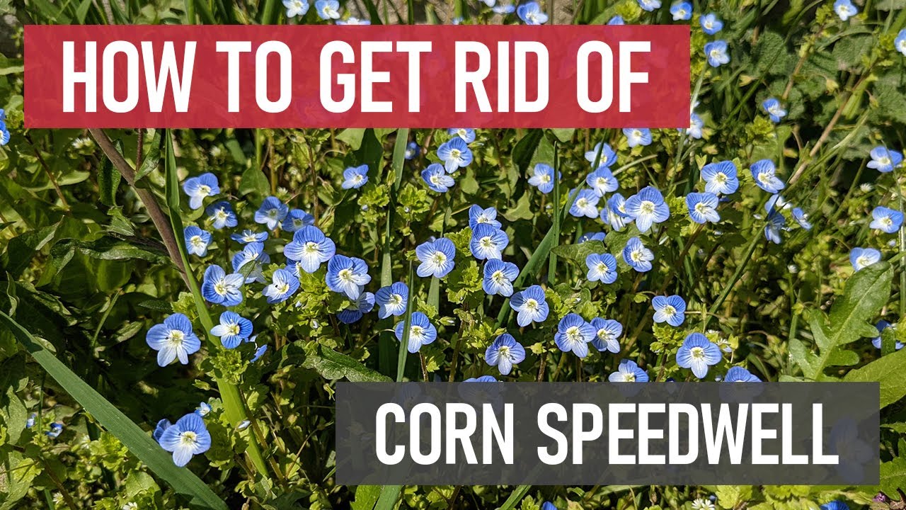 How to Get Rid of Corn Speedwell [DIY Weed Management]
