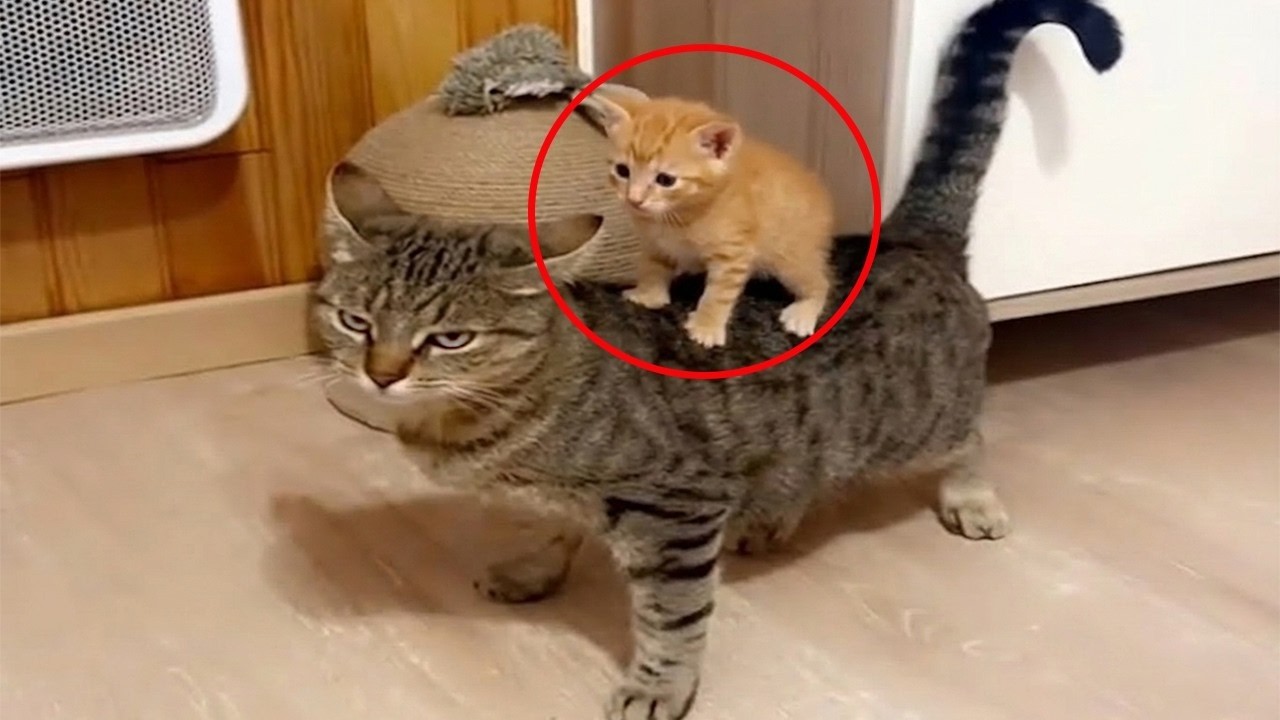 Такой уровень милоты котят должен быть ЗАПРЕЩЕН 😭🐱