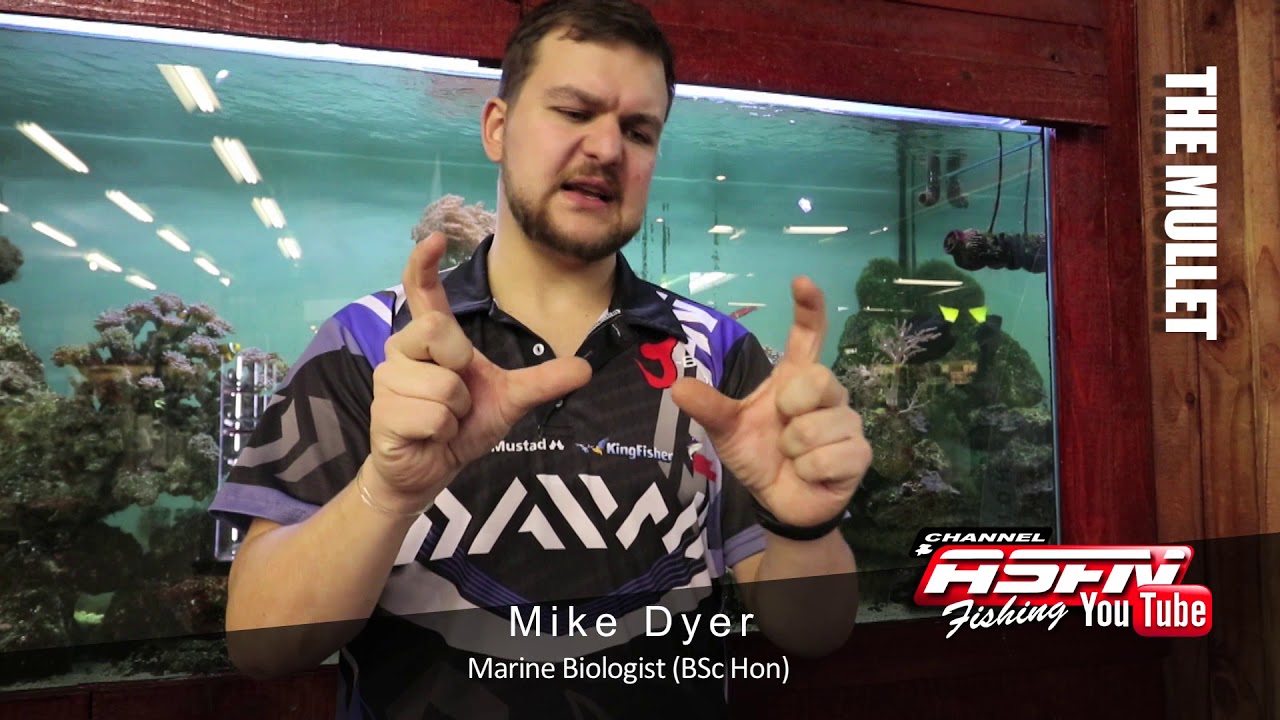 ASFN Species | The Mullet