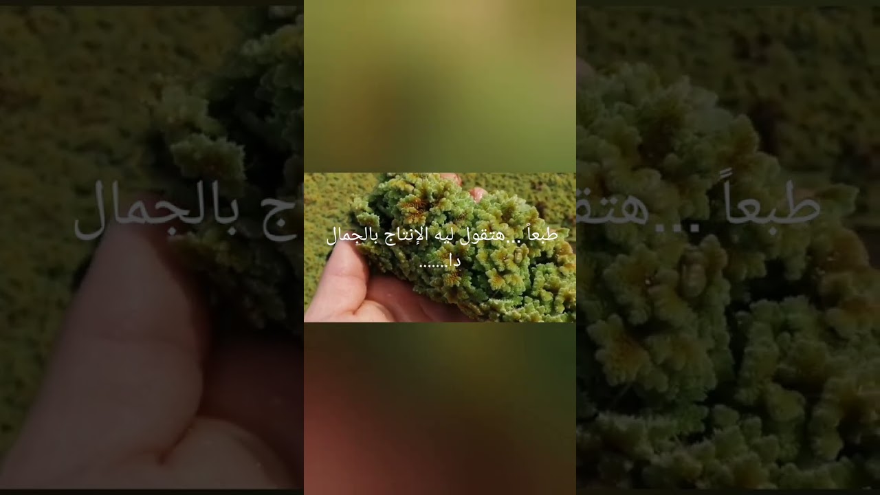 الفرق بين تغطية الازولا شتاءا ...وعدم تغطيتها ...