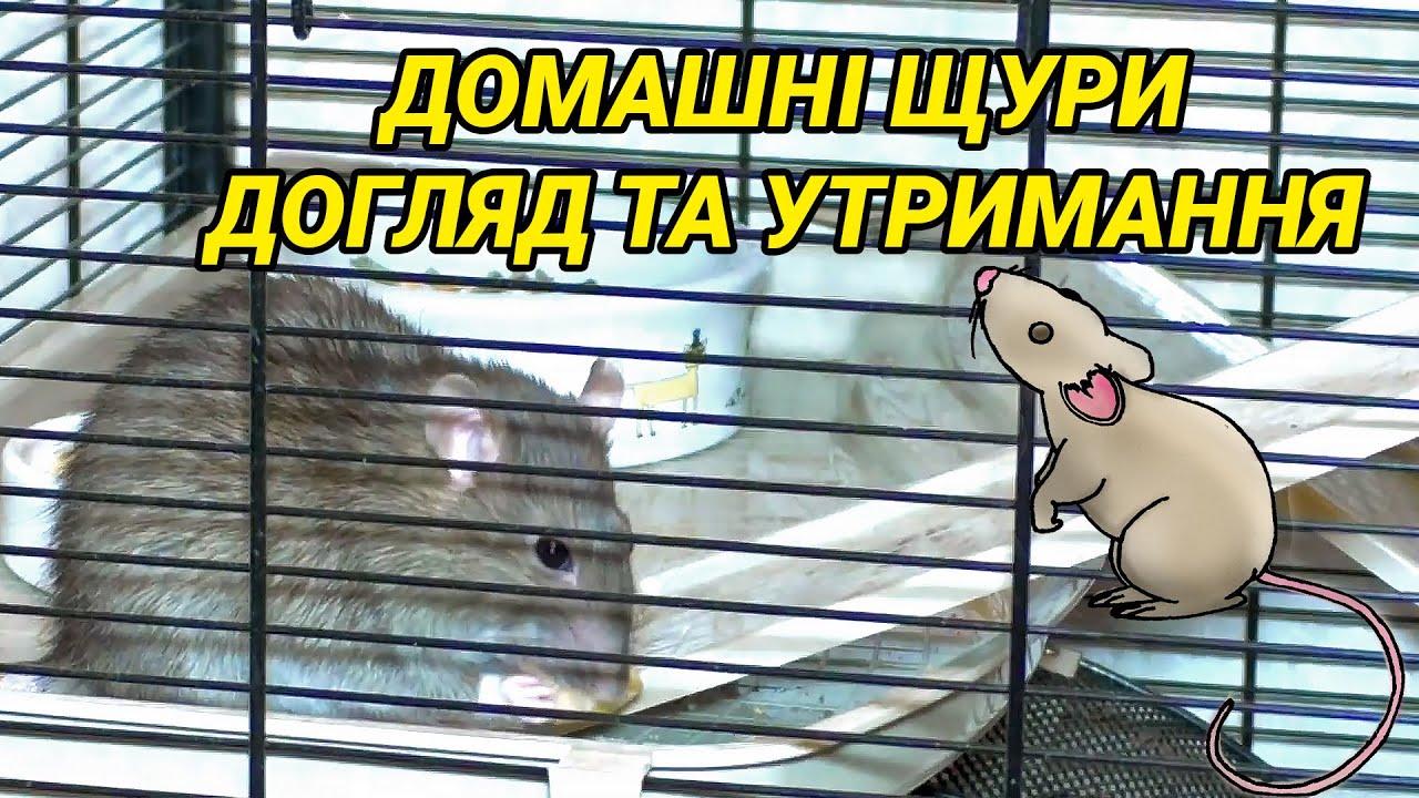 Домашні щури – догляд та утримання. Утримання щурів у домашніх умовах